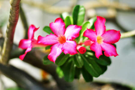 Red impala lily or mock azaleaの写真素材