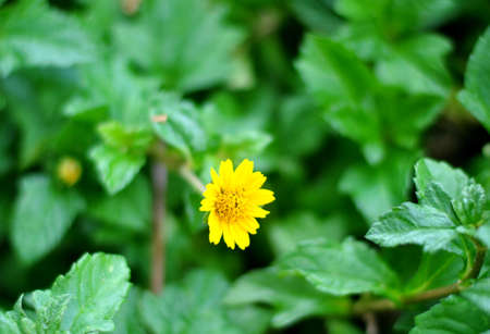Little yellow star flowers, Creeping Wedeliaの写真素材