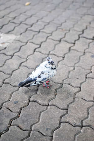 Street Pigeonの写真素材