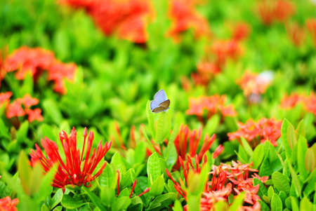 Close up of the butterfly perching on red Ixora flowerの写真素材
