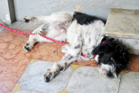 Dog in Thai templeの写真素材