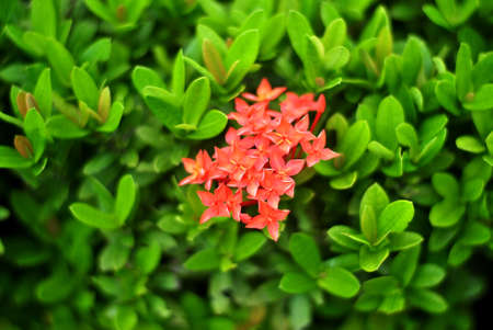 Beautiful red ixora rosea, close up, flowerの写真素材