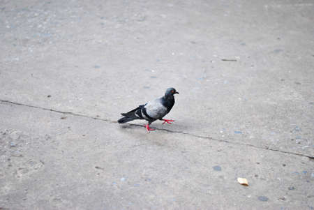 Street Pigeonの写真素材