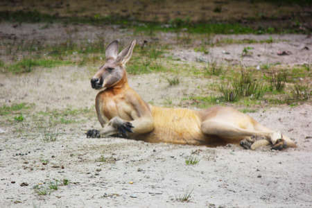 Kangaroo sittingの写真素材