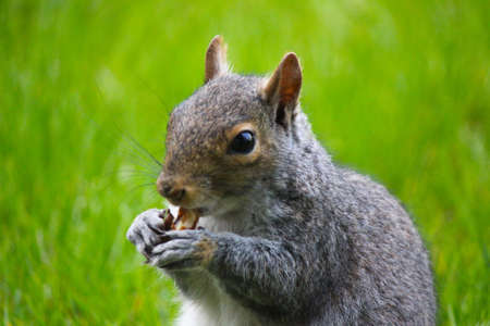 Squirrel eating walnutの写真素材