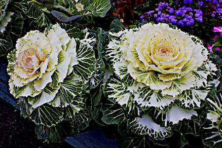 Ornamental Decorative White Cabbageの写真素材