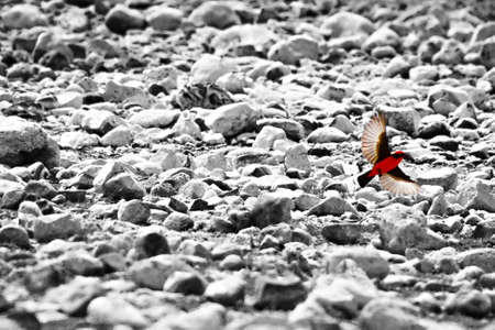 Redbreast flyingの写真素材