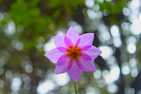 Purple Flowerの写真素材