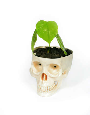 plastic human skull from which the plant grows, symbolizing life and deathの写真素材