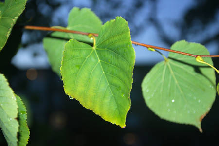 leaf on a tree branch with raindropsの写真素材
