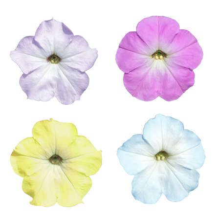 four colored flower isolated on a white background の写真素材