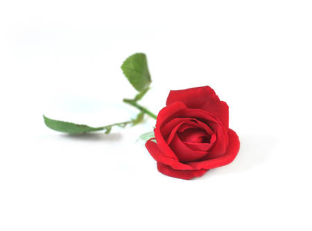 red rose isolated on a white backgroundの写真素材