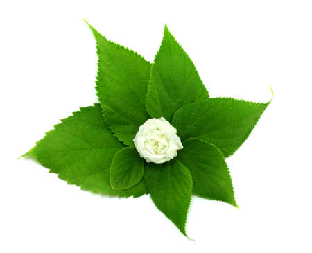 white rose in green leavesの写真素材