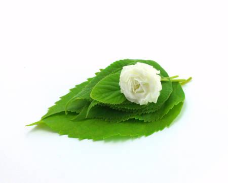 white rose in green leavesの写真素材