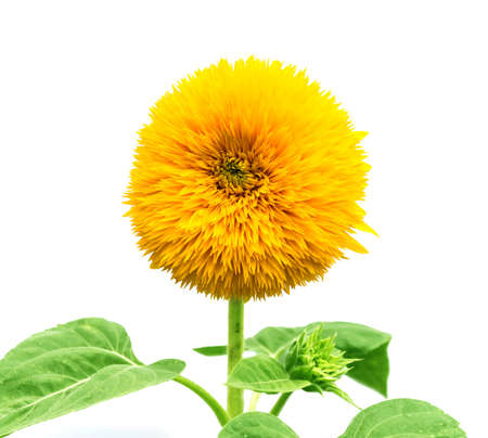 head of decorative sunflower on a white backgroundの写真素材