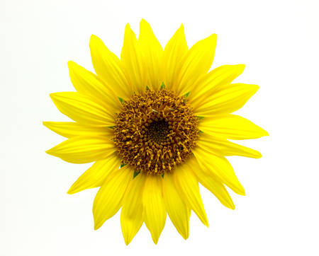 close-up view of sunflower isolated on white backgroundの写真素材