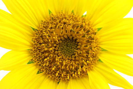 close-up view of sunflower isolated on white backgroundの写真素材