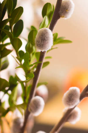 Pussy-willow branches with catkins. Spring background. Willow twigs close-upの写真素材