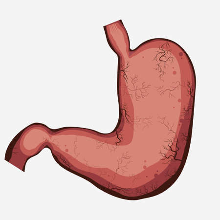 Stomach vector digestive diagram set, human anatomy image. Illness respiratory graphics. Vectorのイラスト素材