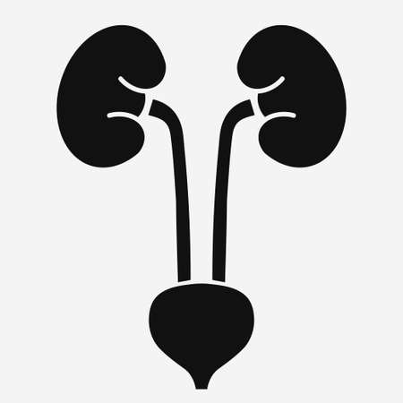 Kidneys and bladder, Human Urogenital system, Urinary Tract.のイラスト素材