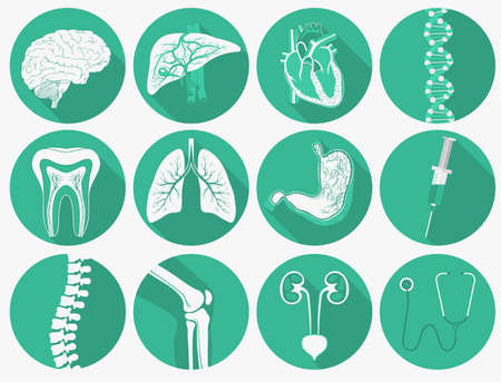 Internal human organs set, human anatomy and medical instruments flat long shadow icons. Heart, lungs, liver, kidneys, stomach. Vectorのイラスト素材