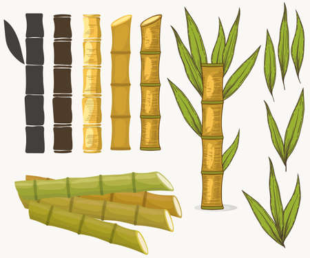 Sugar cane set. Cane plant, sugarcane harvest stalk, plant and leaves, sugar ingredient stem. Vectorのイラスト素材