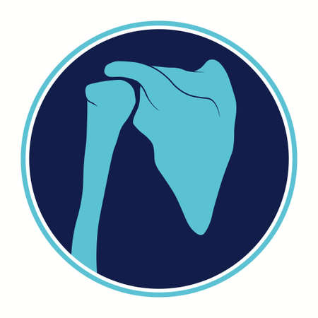 Shoulder Joint Anatomy. Skeleton bone structure. medical education. Vectorのイラスト素材
