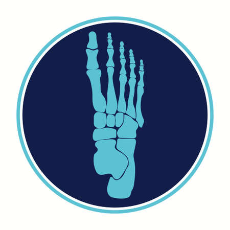 Bones of the Foot. Human Skeleton part. Medical illustration Vectorのイラスト素材