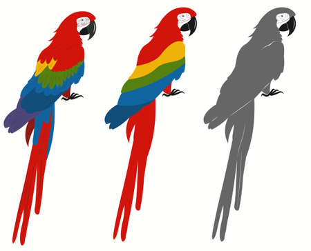 Ara Parrot. Macaw exotic Bird. Tropical animal. Vectorのイラスト素材