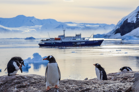 Gentoo penguins standing on the rocks and cruise ship in the background at Neco bay, Antarcticaの写真素材