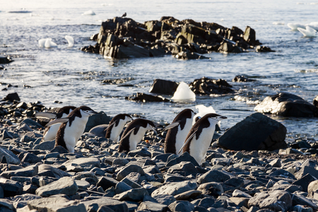 Chinstrap penguins gang hurrying on their bussiness at the coastline of Half Moon Island, Antarcticの写真素材