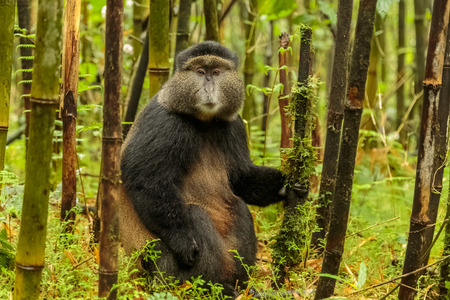 Rwandan golden monkey sitting in the middle of bamboo forest, Rwandaの写真素材
