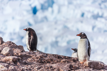 Gentoo penguins standing on the rocks with glacier in the background, Neco bay, Antarcticaの写真素材