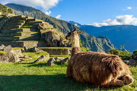 Lama sitting on the grass and looking at terrace of Machu Picchuの写真素材