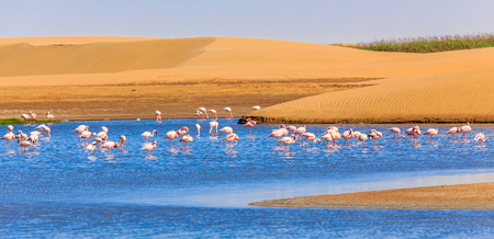 Flock of pink flamingo marching along the dune in Kalahari Desert, Namibiaの写真素材
