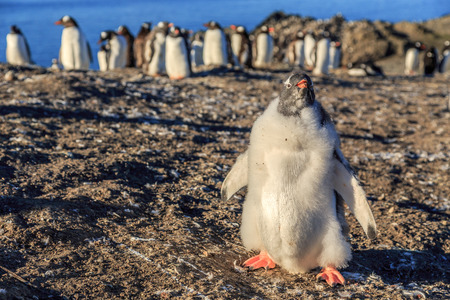 Funny furry gentoo penguin chick standing in front with his flock in the background, Burrientos Island, Antarcticの写真素材