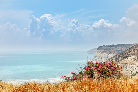 Rocky cliffs of Kurion beach with clouds and red flowers in the foreground, Limassol, Cyprusの写真素材