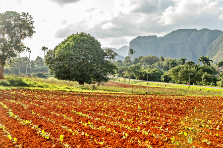 Tobacco plantation with small plants and Vinales  valley in the background, province, Pinar Del Rio, Cubaの写真素材