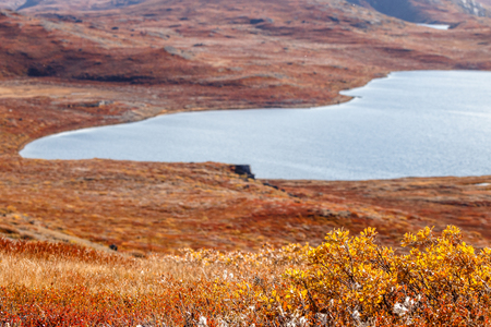 Autumn greenlandic  tundra plants with lake in the background, Kangerlussuaq, Greenlandの写真素材