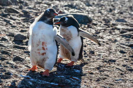Two dirty gentoo penguin chicks playing on the rocks, South Shetland Islands, Antarcticaのeditorial素材