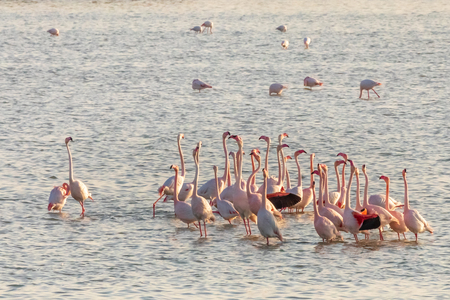 Pink flamingos stretching their long necks in the middle of the Larnaca salt lake, Cyprusの写真素材