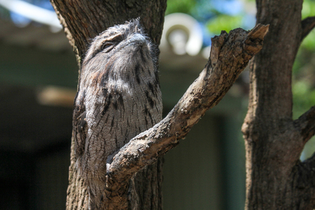 Australian frogmouth nightjar hiding with his feather camouflage on the branch, Sydney Australiaの写真素材