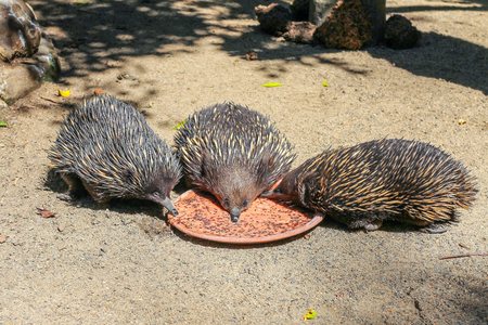 Three echidnas eating from one plate, Sydney, Australiaの写真素材