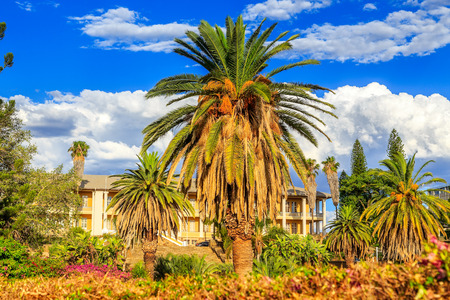 Park and garden with yellow palace building hidden behind tall palms, Windhoek, Namibiaのeditorial素材