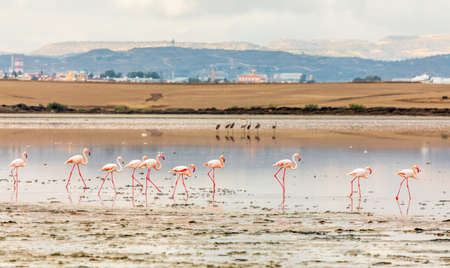 Pink flamingos walking along the coast, Larnaca salt lake, Cyprusの写真素材