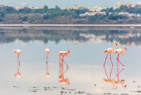 Pink flamingos walking along the coast, Larnaca salt lake, Cyprusの写真素材