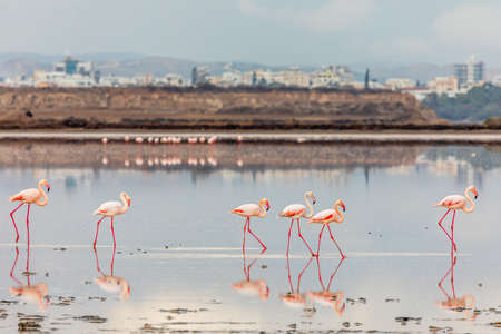 Pink flamingos walking along the coast, Larnaca salt lake, Cyprusの写真素材