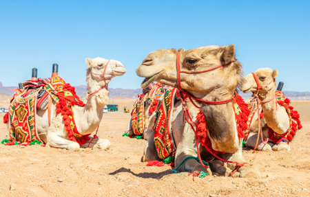 Harnessed riding camels resting in the desrt, Al Ula, Saudi Arabiaの写真素材
