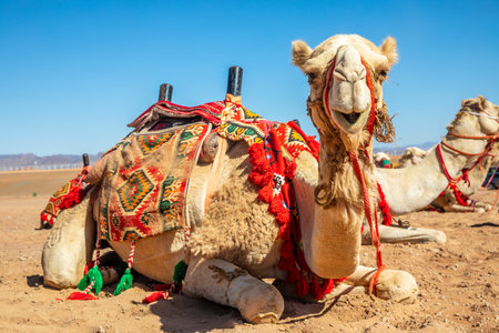 Harnessed riding camel resting in the desrt, Al Ula, Saudi Arabiaの写真素材