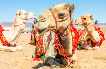 Harnessed riding camels resting in the desrt, Al Ula, Saudi Arabiaの写真素材